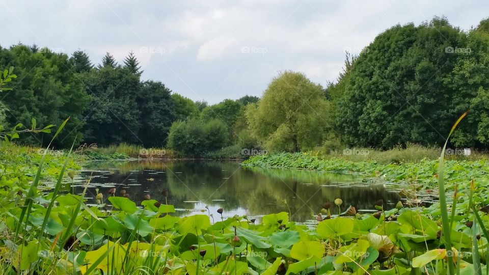 A small lake of forest