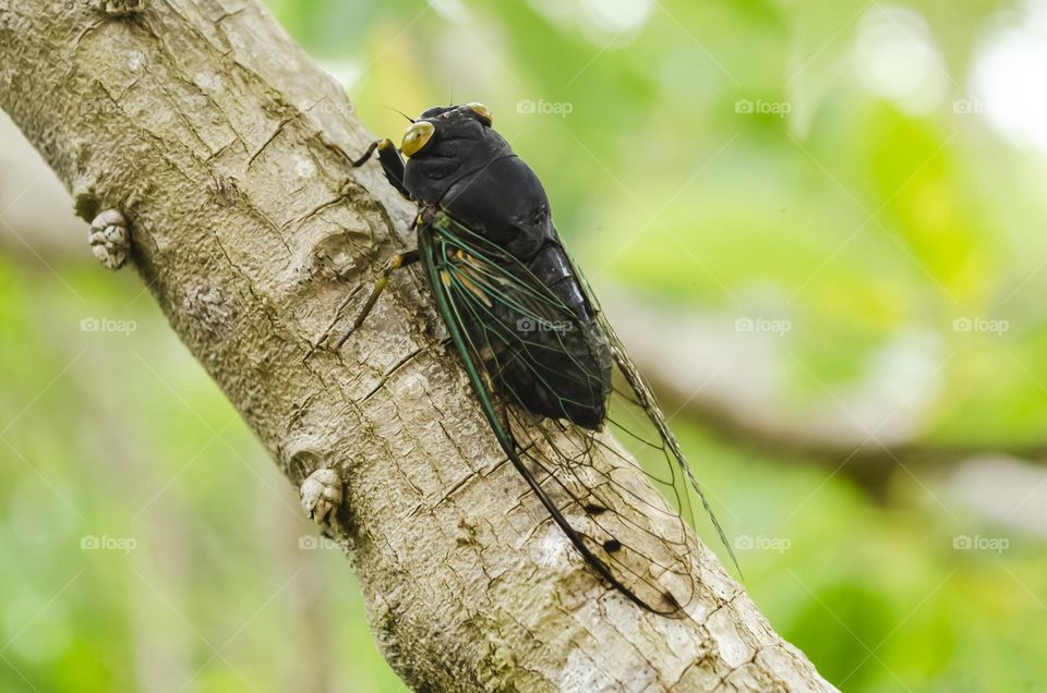 Cicada Palooza On Avocado Tree Branch