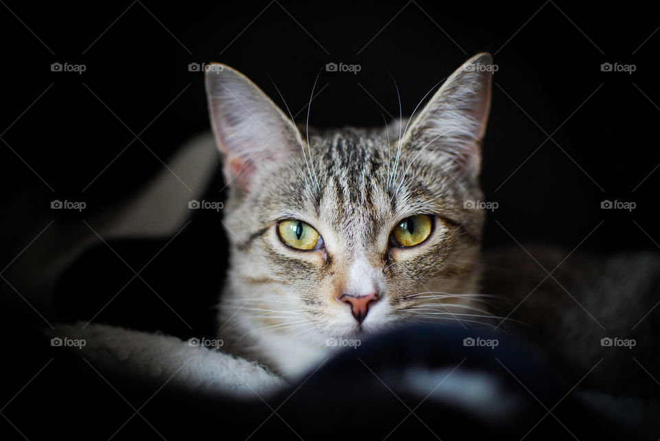 Close-up of tabby cat