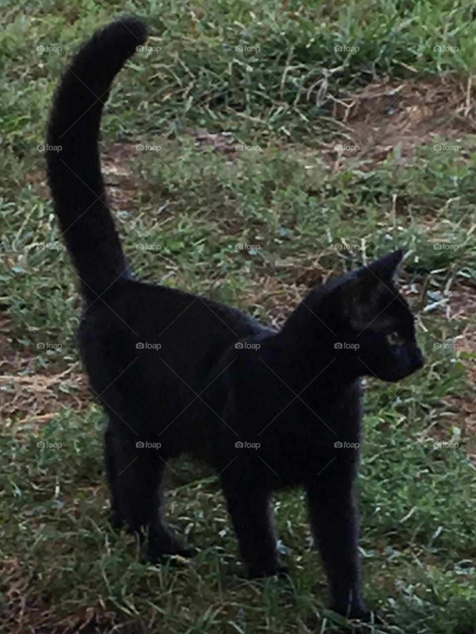 Black Cat in Fall