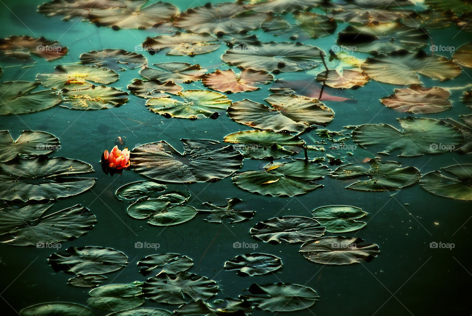 Water lily 