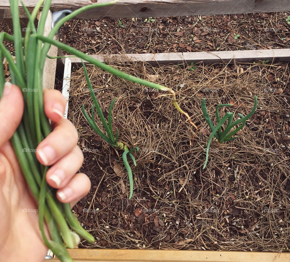 I’m grateful for having Thanksgiving straight out of the garden.  