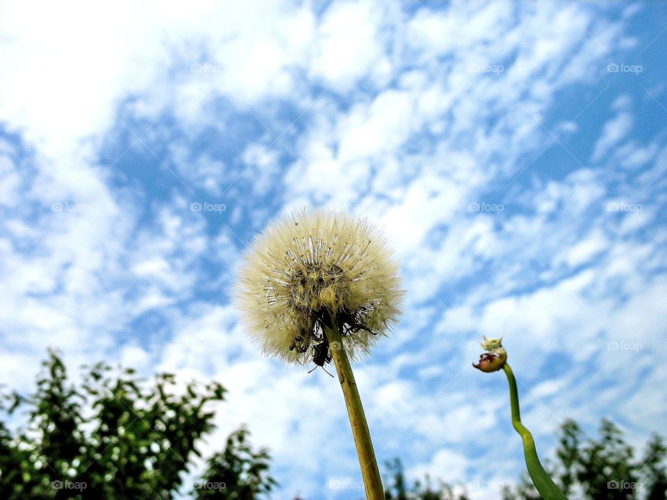 Dandelion on a background of the summer sky.