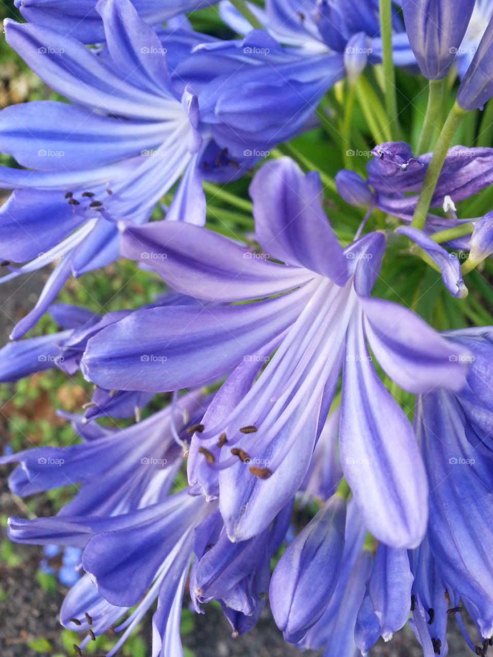 agapanthus