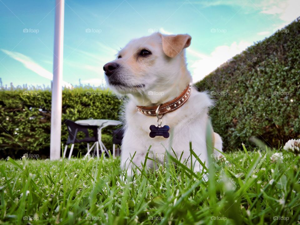 Dog laying in the grass