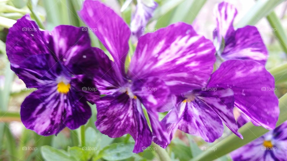 violas