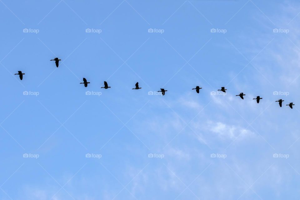 Row Of Egyptian Gooses In An  Blue Sky At Amsterdam The Netherlands 26-6-2023