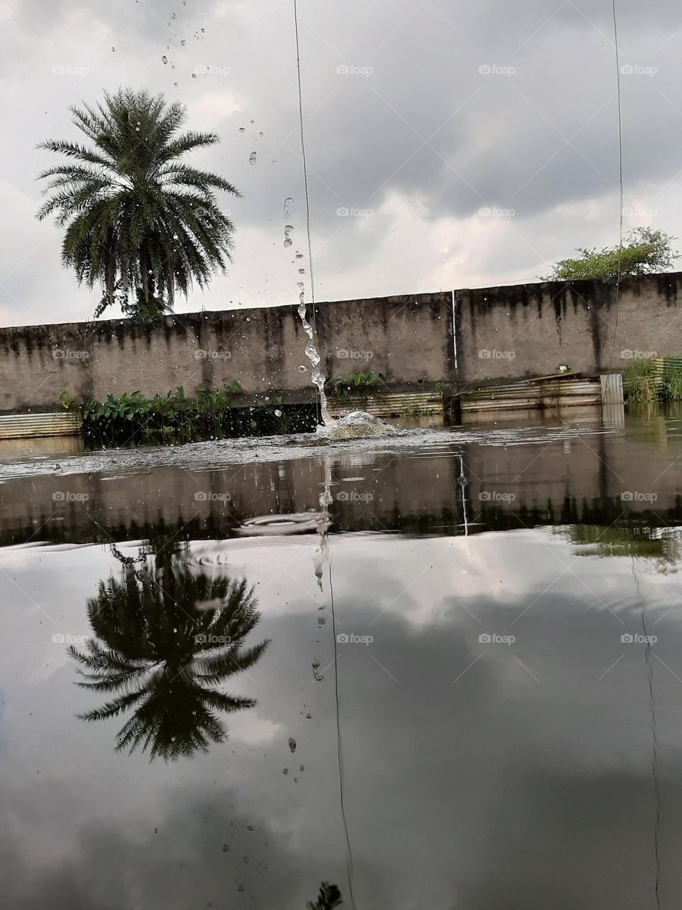 reflection tree like a glass
