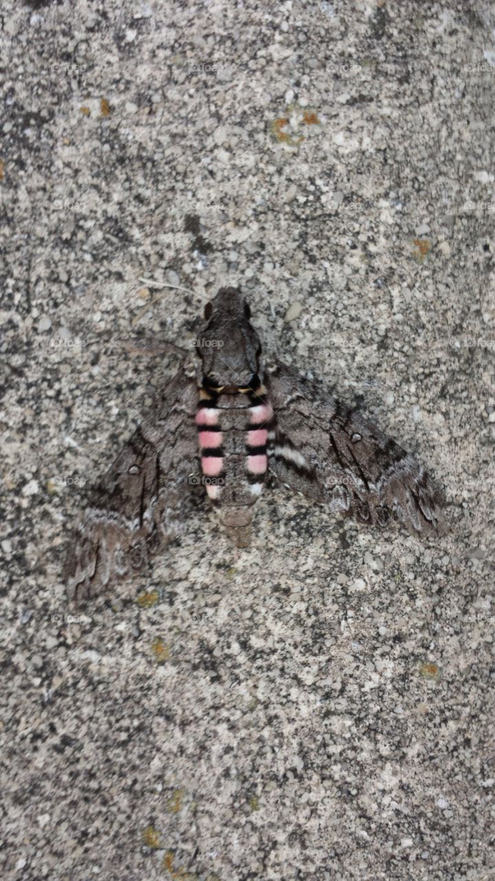 hidden moth on sidewalk