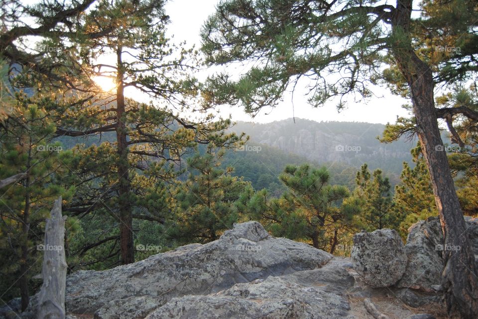 Mount Rushmore Forest . Different angle at Mount Rushmore