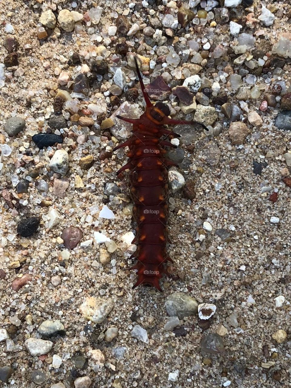 Red fuzzy caterpillar at the ranch in Texas. Probably bites! But not me ☺️