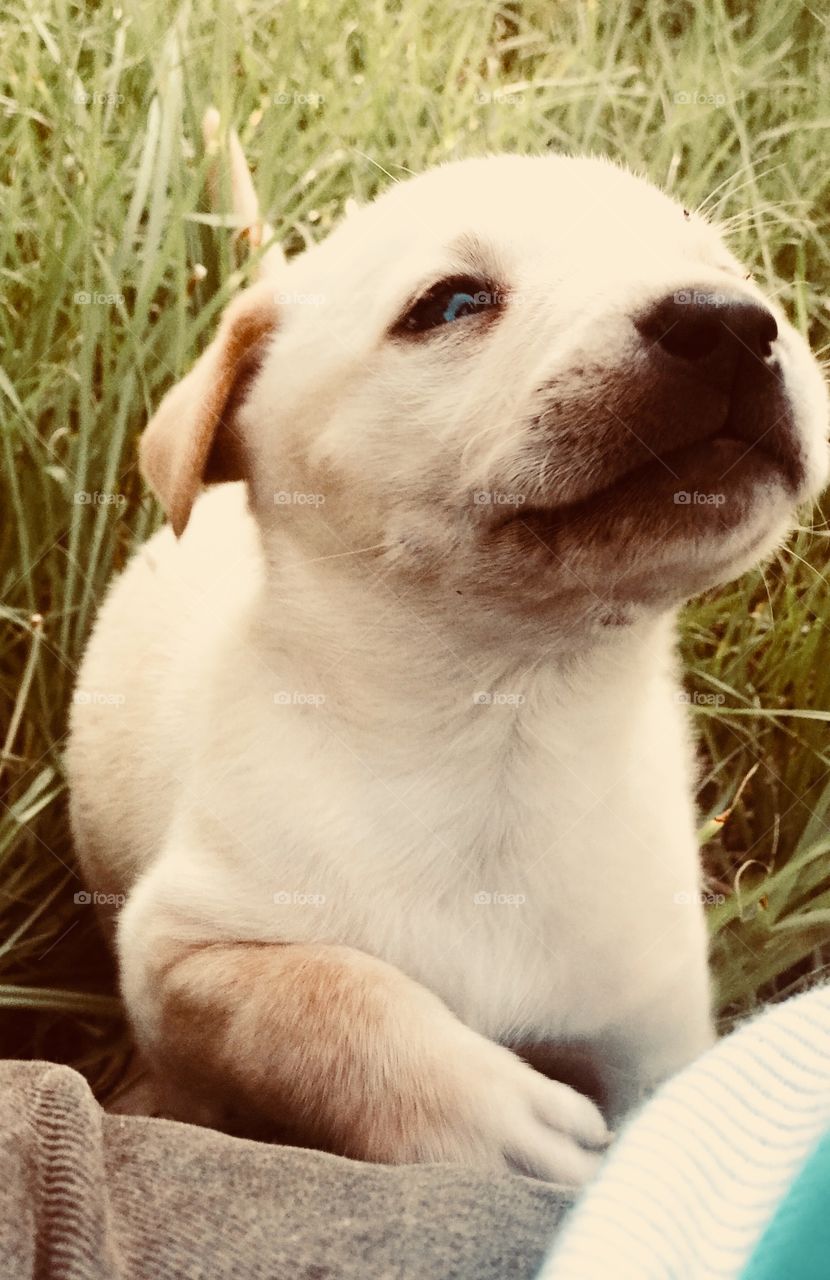 Super cute cream colored four week old Chocolate Labrador and Pitt Bull puppy mix playing in the grass of the South Georgia woods. 