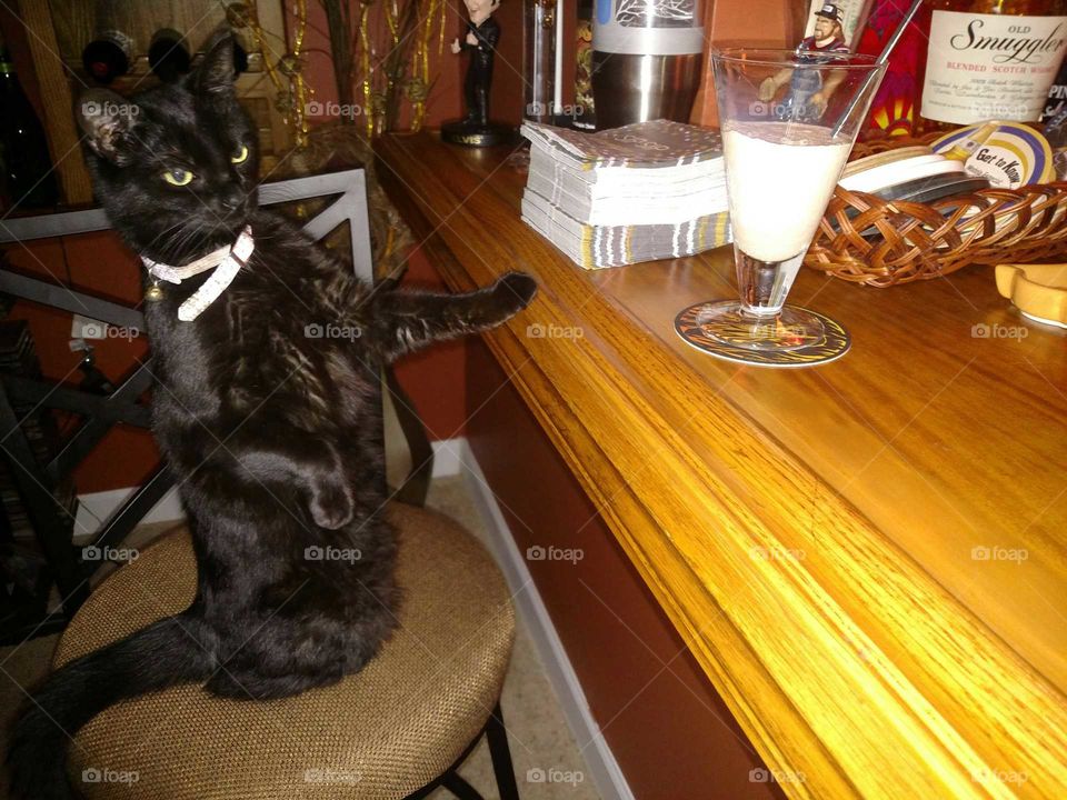 kitty cocktail