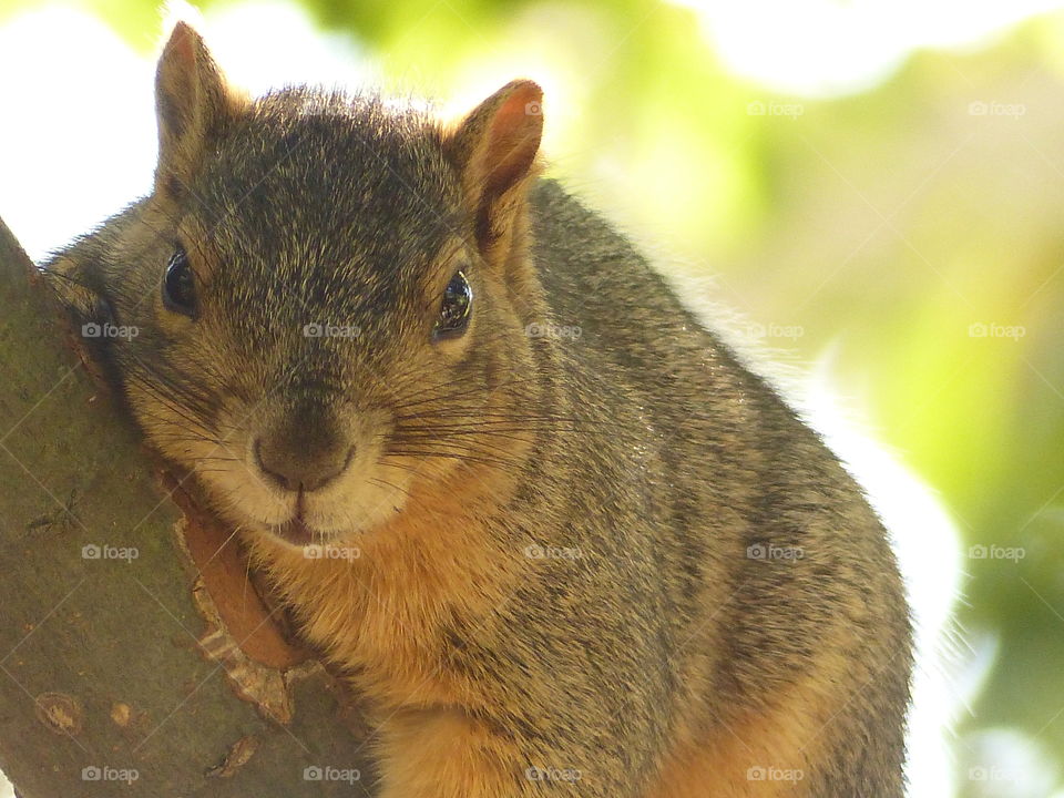 Close up squirrel on tree