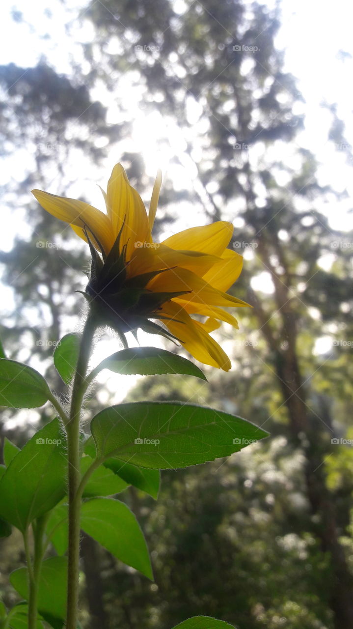 Sunflower Backside Vertical