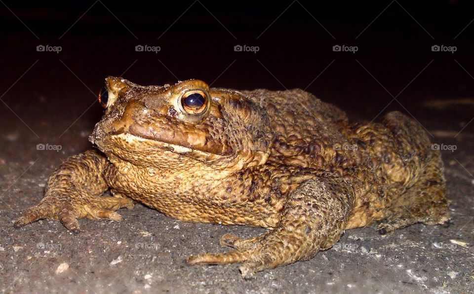 Toad