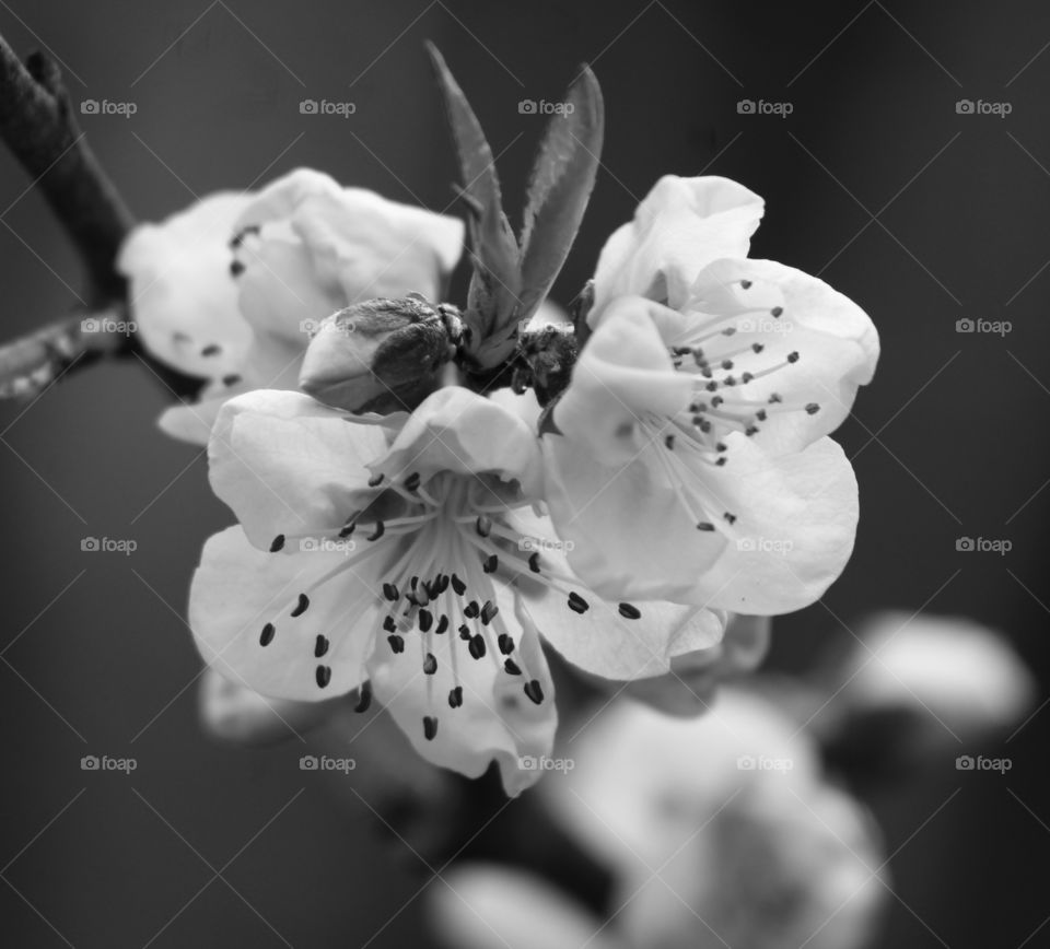 Peach Blossoms