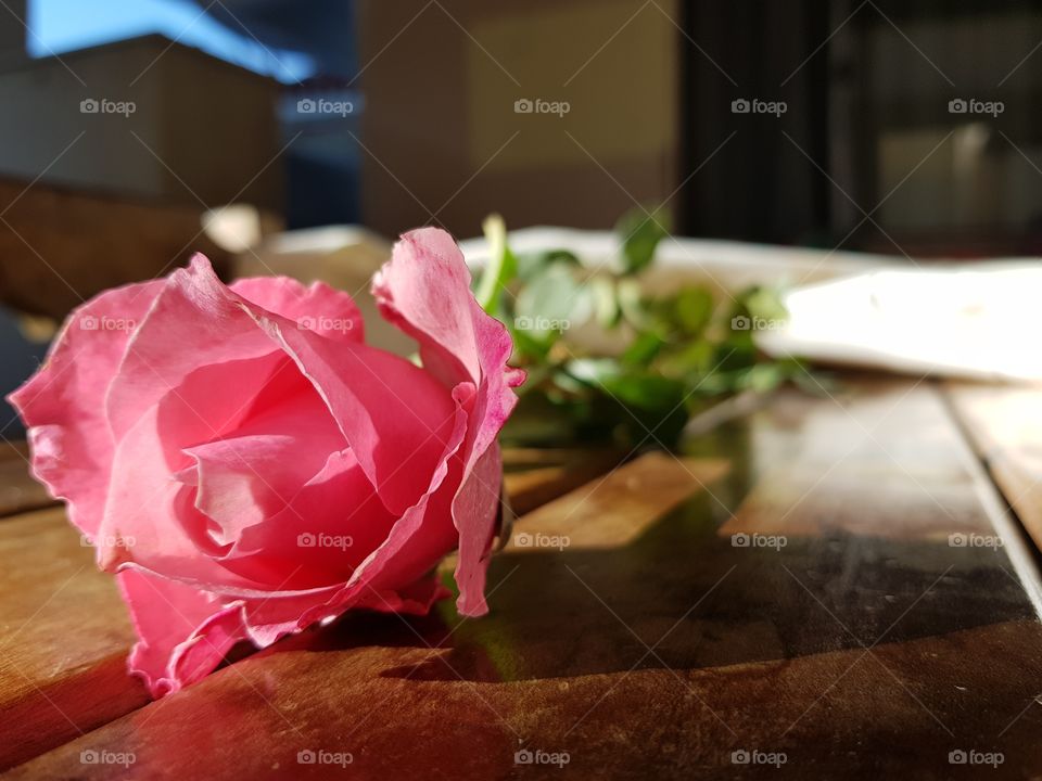 Rose on the table under light morning