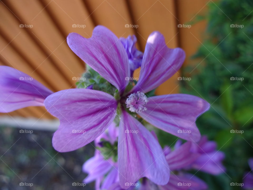 Close-up of purple flower