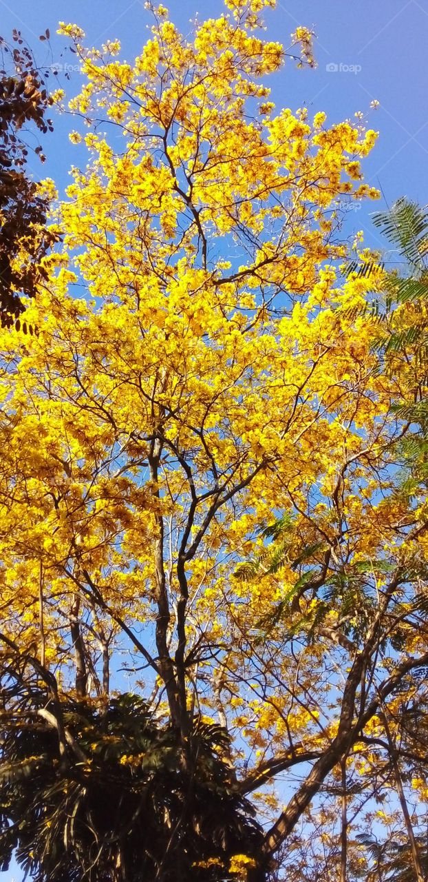 Beautiful flowering tree in bloom with bright yellow flowers in the midday sun.