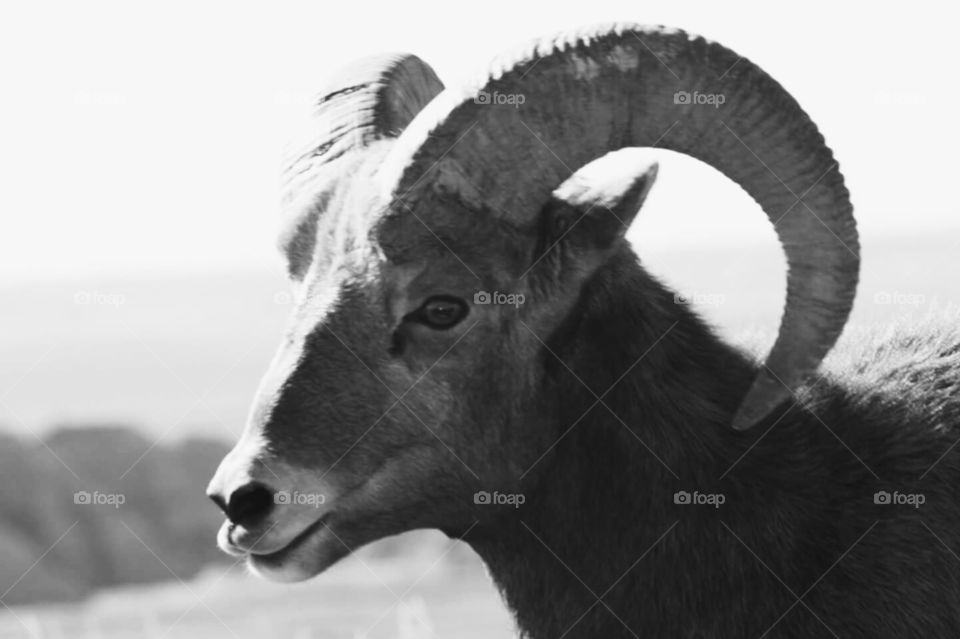 Big Horn Sheep