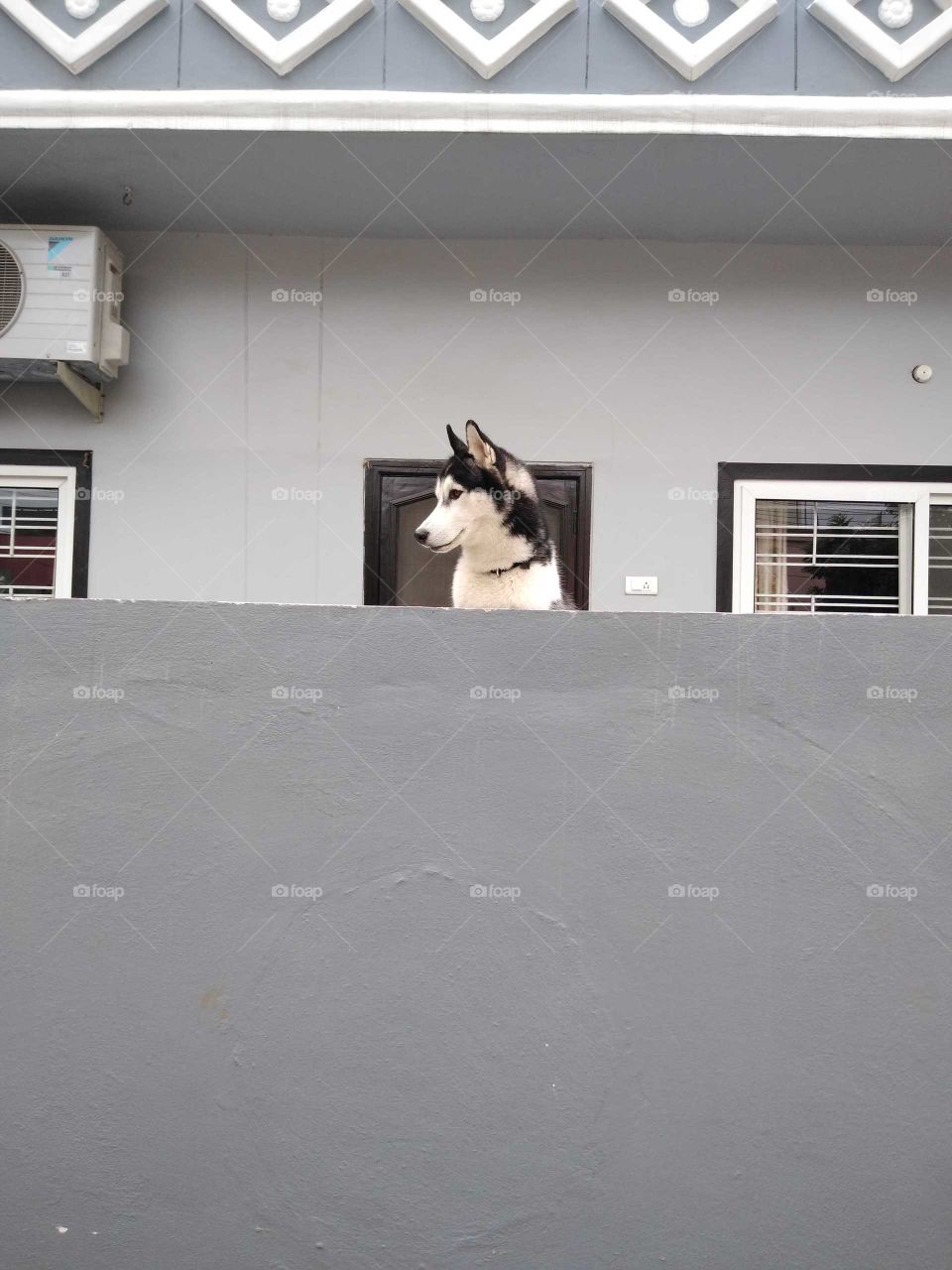 a dog looking out behind the wall