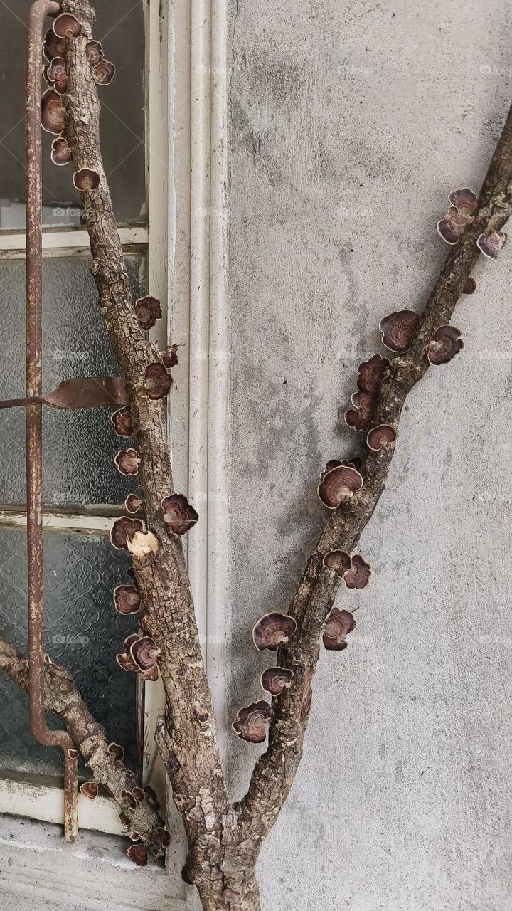 Shiitake mushrooms grow on tree trunks