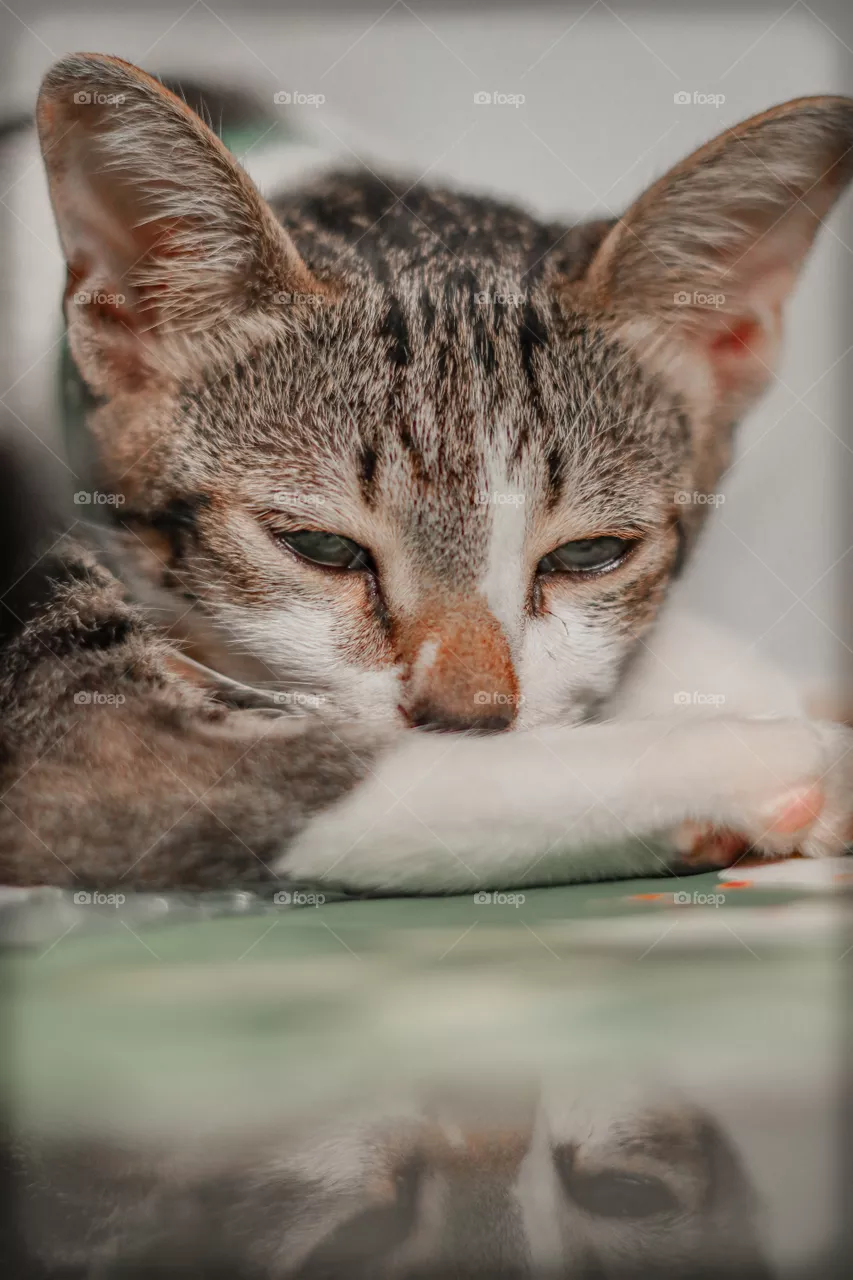 sleepy cat face