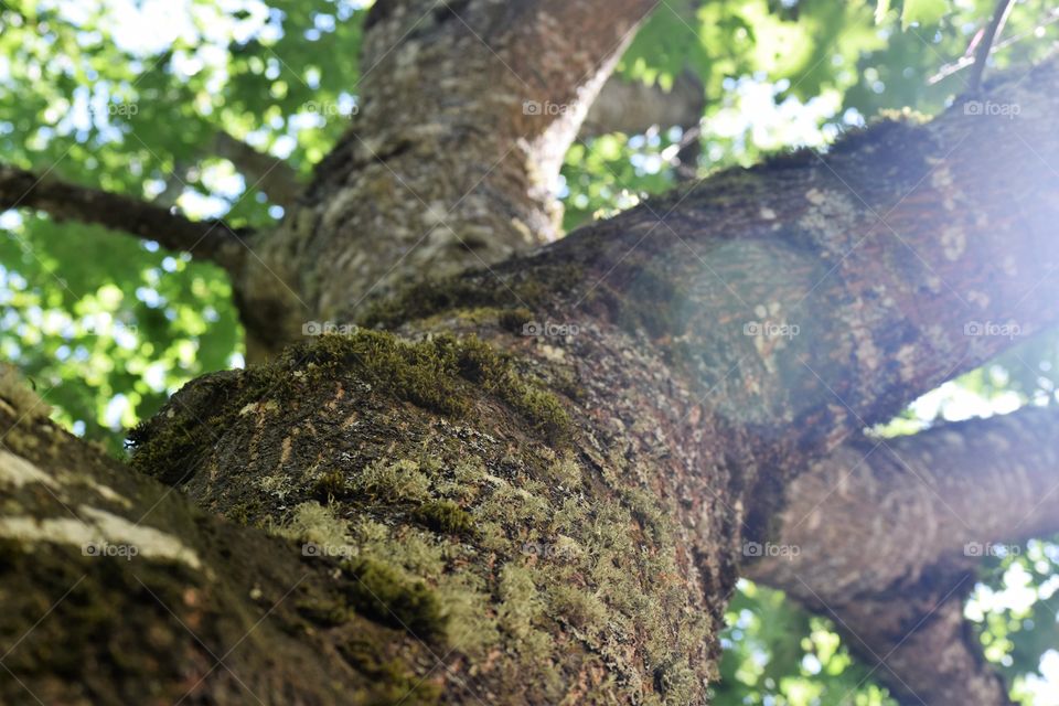 Tree Texture