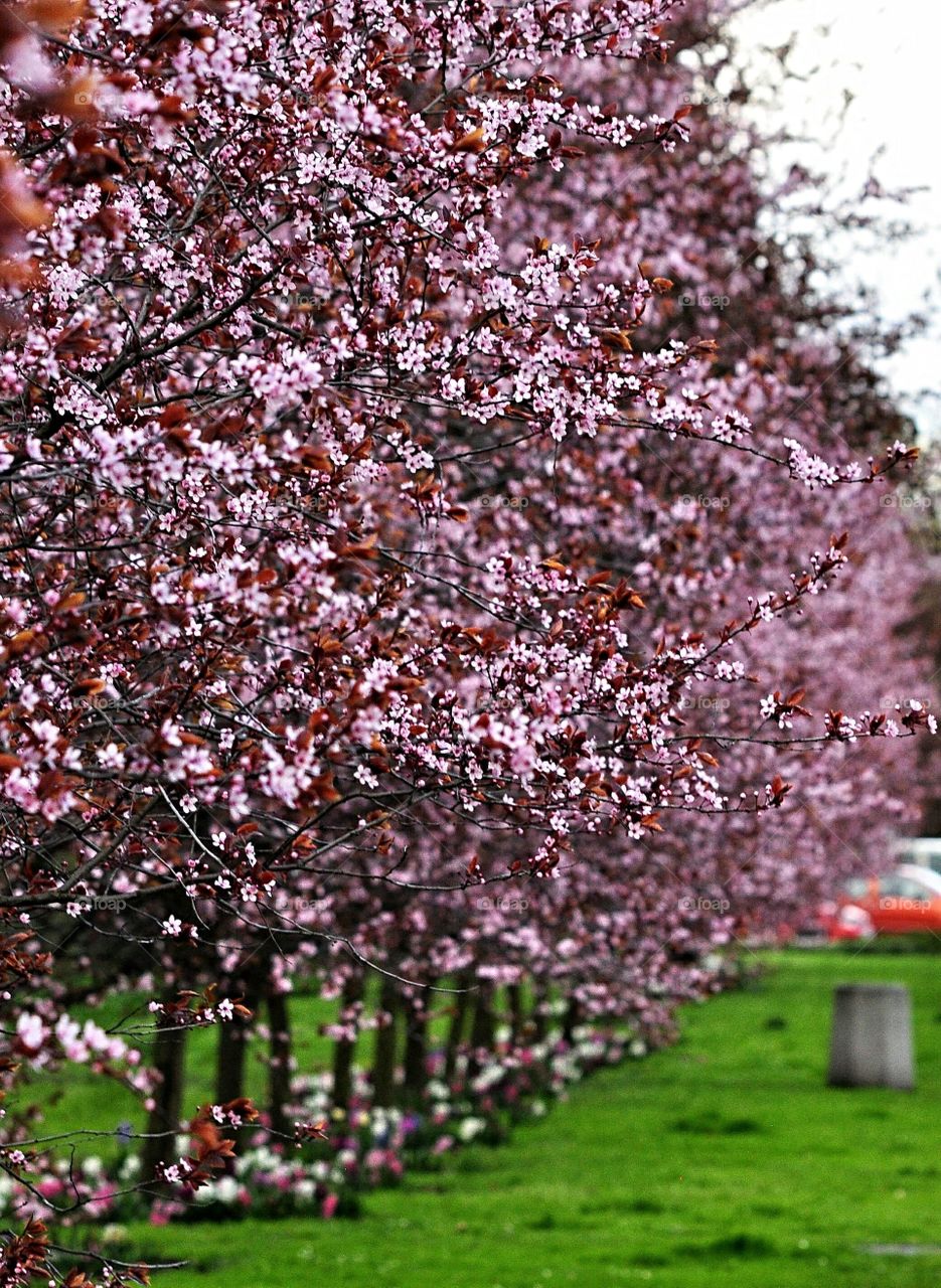 Tree, Flower, Cherry, Season, Nature