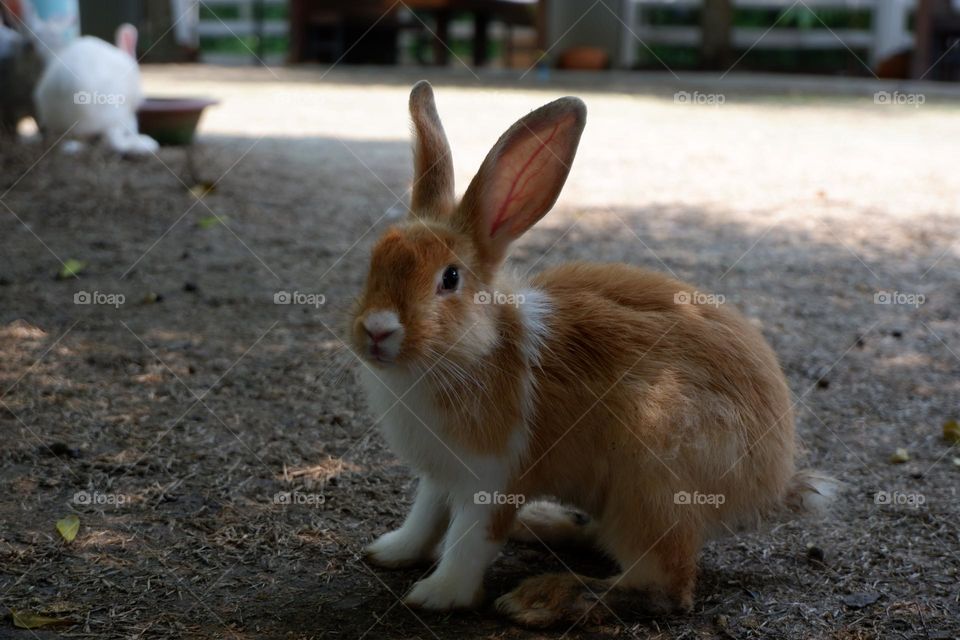 The activities of the rabbit and his friends include eating, walking.