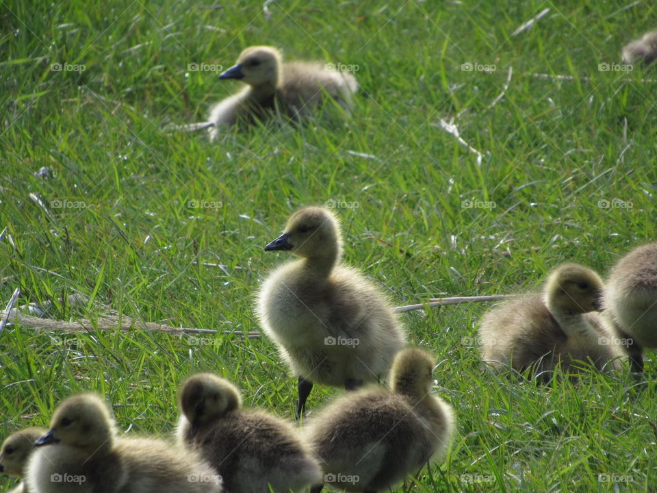Baby Geese at Tifft Wildlife Preserve in Buffalo