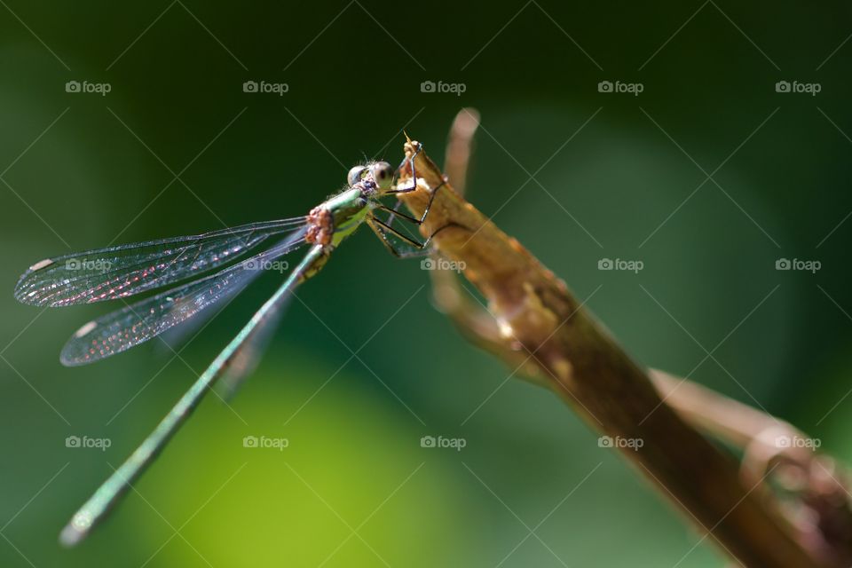 Green Dragonfly