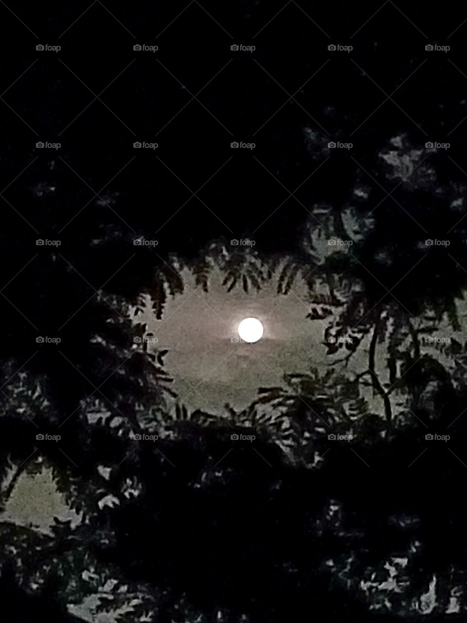 full moon in the tree