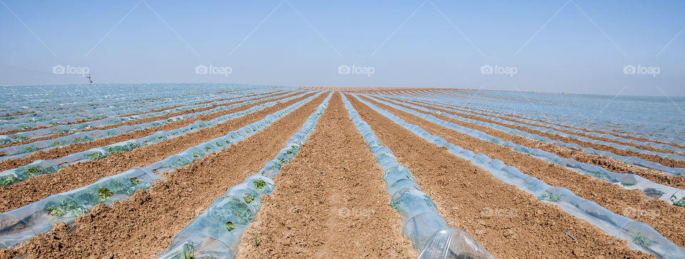 A sea of ​​greenhouses