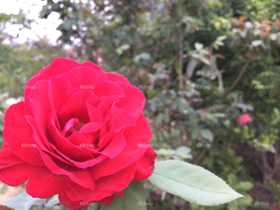The rose red in garden 