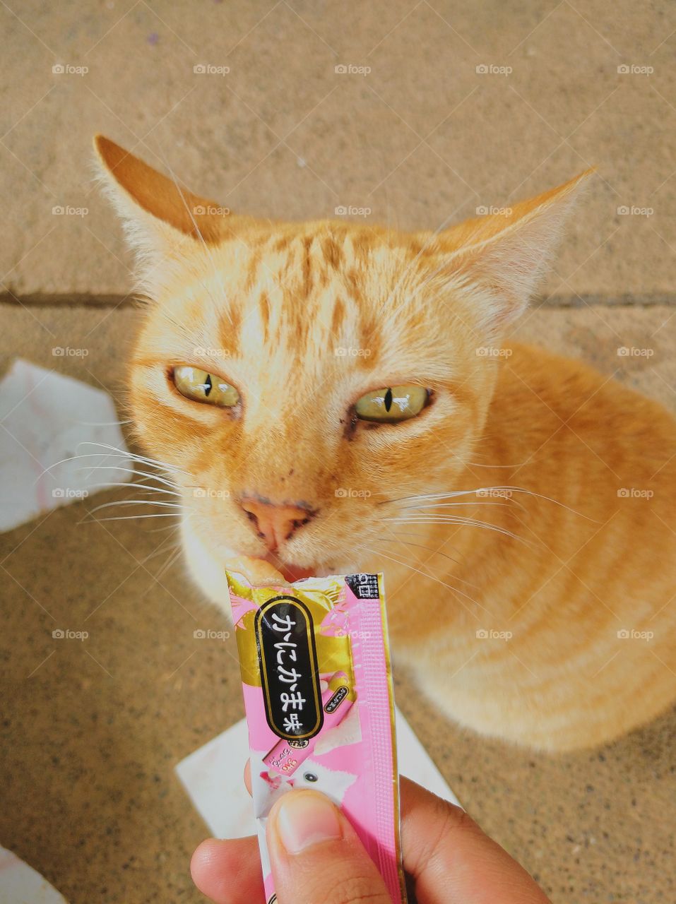 A cat enjoying her well-deserved treat. 