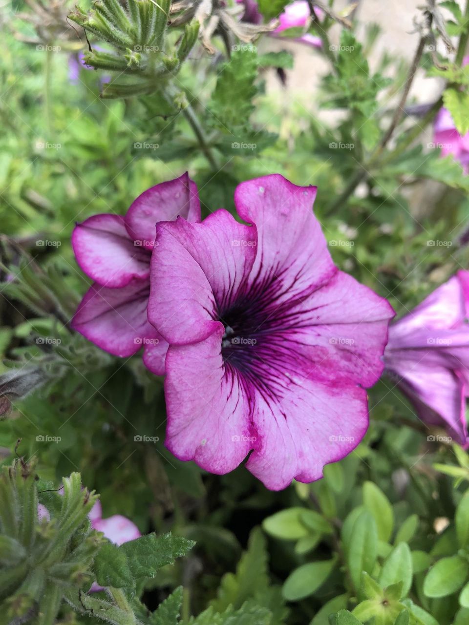 Purple petunia flower blossom growing in backyard container gardening patio plants blooming