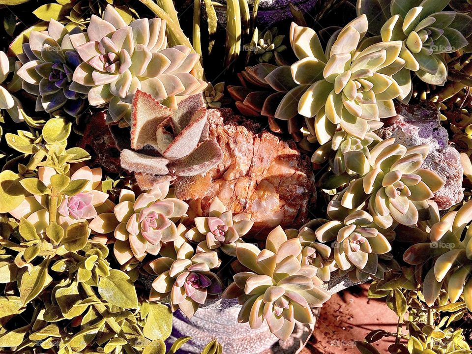 Succulents in sunny California garden 