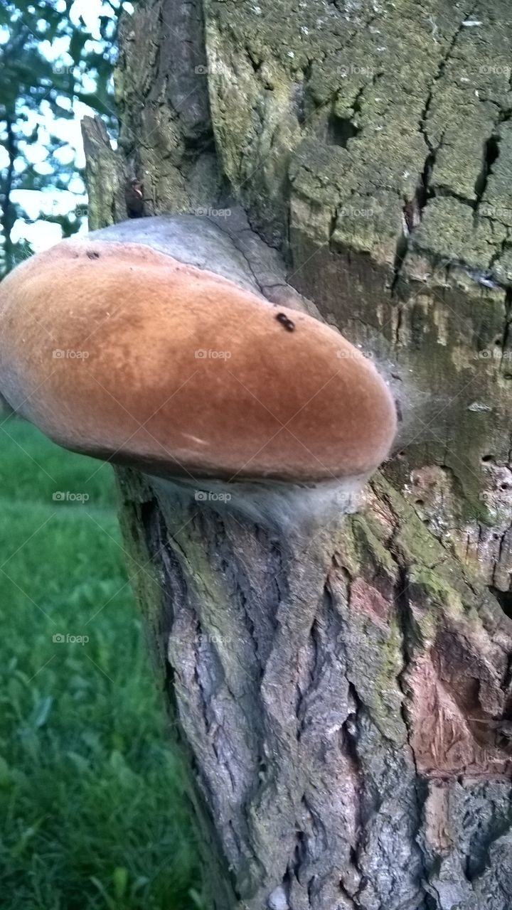 grzyb na drzewie
