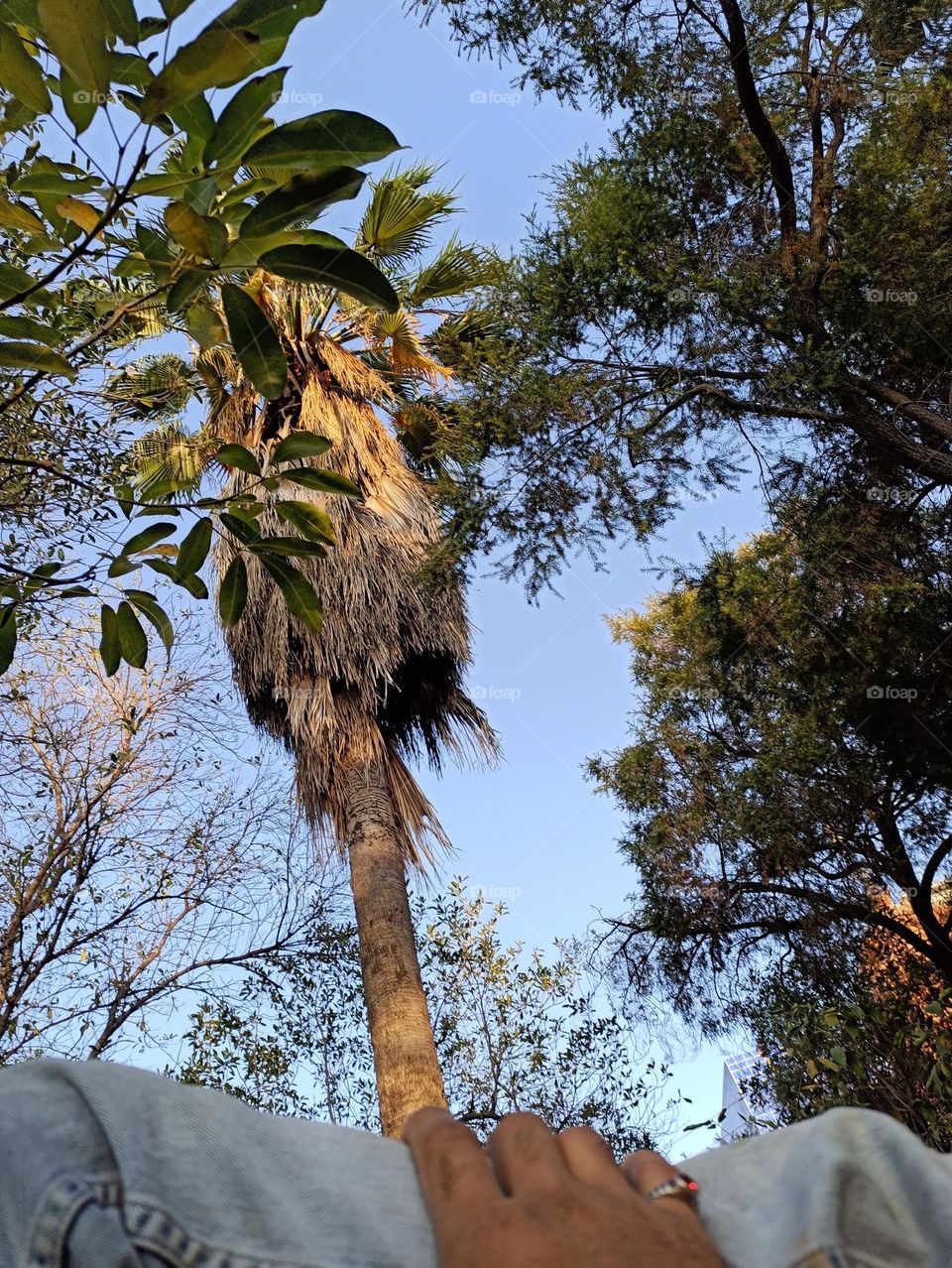 nature pic sunset time palm tree sunset