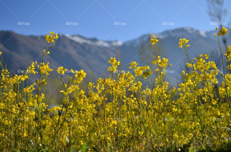 flowers