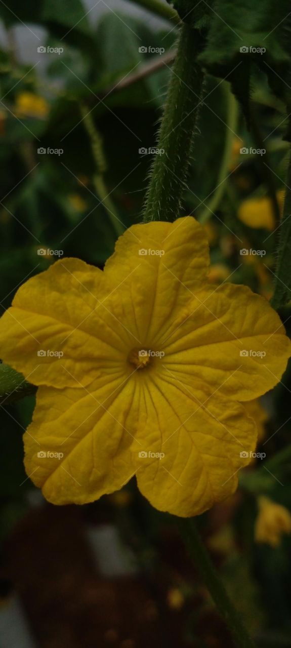 naturelove, yellow flower, green, beautiful, colorful, dark background
