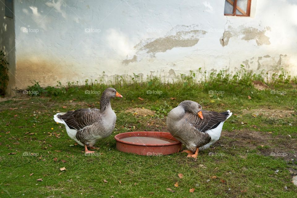 Two greylag geese at a farm 
