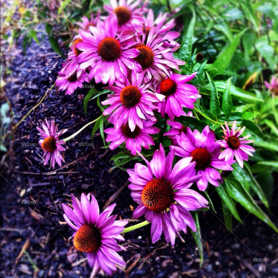 malmö sweden flowers macro by starobaronen