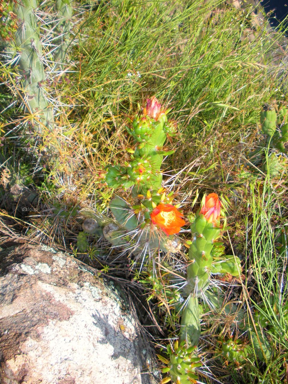 Cactus in Peru