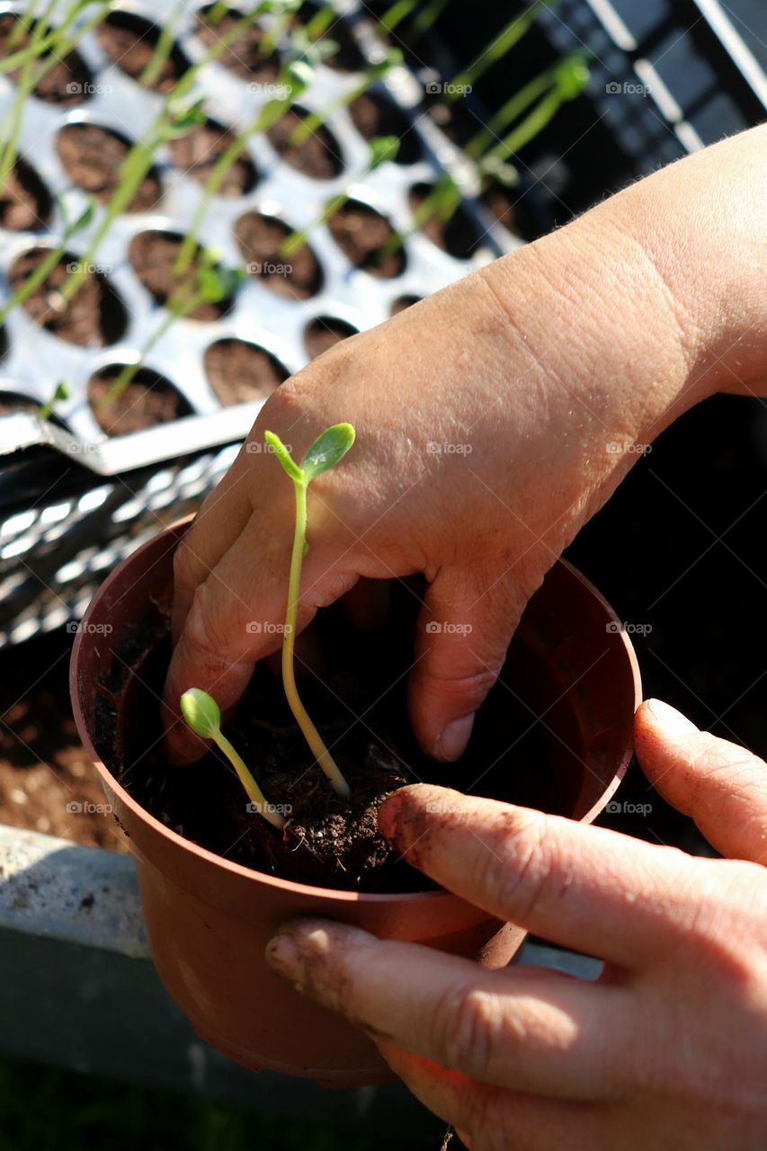 Plant Plants to Celebrate Earth Day