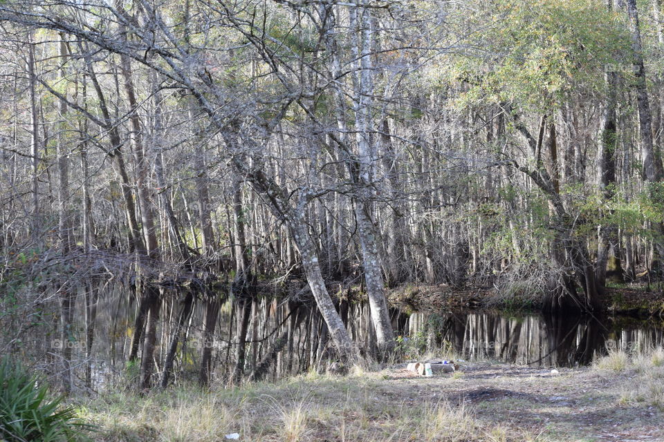 Forest on a Thursday