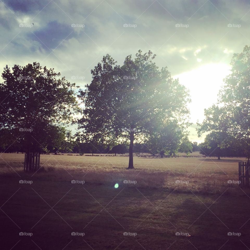 Beautiful trees and sunlight