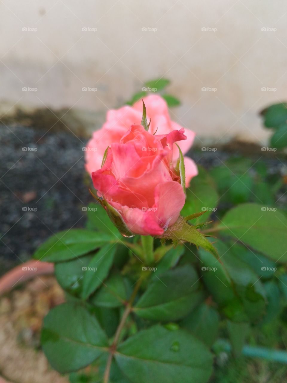 rose